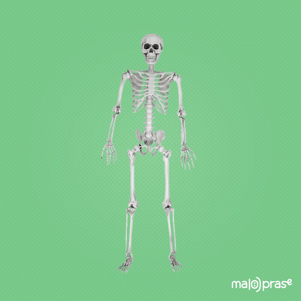 skelet-full.jpg